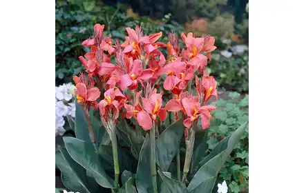CEBULE KWIATOWE CANNA PINK BEAUTY 2-3 KAPJUN 1 W
