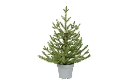 MALUTKA CHOINKA 681517