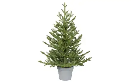 MALUTKA CHOINKA 681519