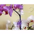 Klips spinka do orchidei storczyka transparentny 50.600.05 Polnix