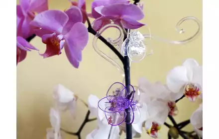 Klips spinka do orchidei storczyka transparentny 50.600.05 Polnix