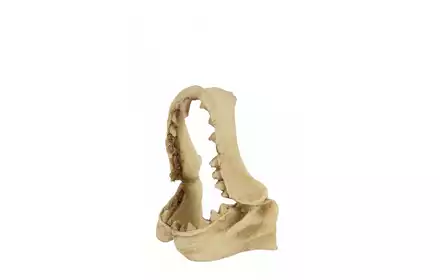 Dekoracja akwarystyczna czaszka Dinozaura model 2 354151 Zolux