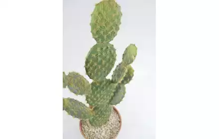 Kaktus sztuczny w doniczce 63cm zielony 80.1188