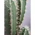 Kaktus Sztuczny W Doniczce 116cm Zielony 80.0626