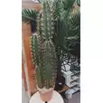 Kaktus Sztuczny W Doniczce 116cm Zielony 80.0626