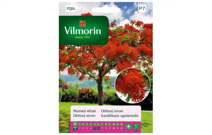 Nasiona Płomień Afryki 4g Vilmorin Grcp7